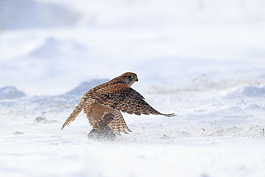 雪地里红隼捕食太平鸟
