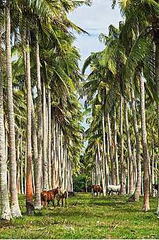 马,棕榈树,种植园,瓦努阿图