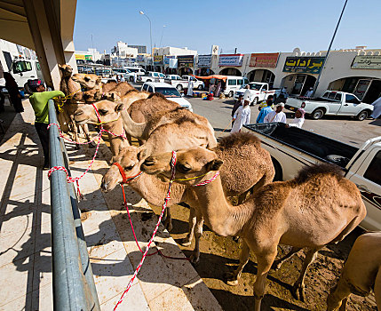 阿拉伯骆驼,单峰骆驼,系,栏杆,牛,骆驼,市场,阿曼,亚洲