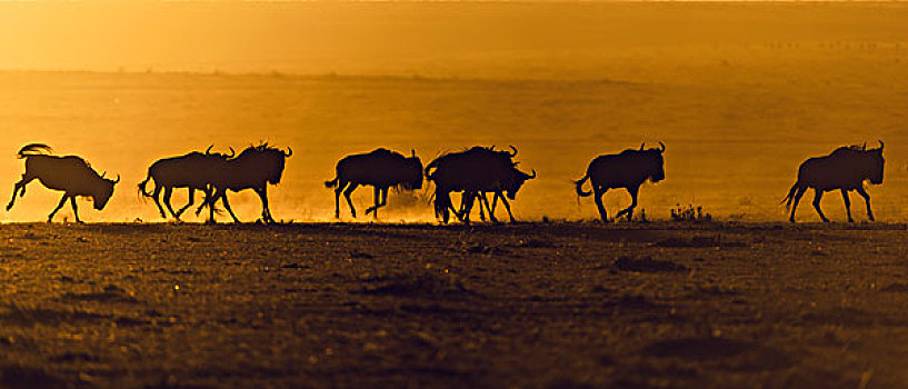 蓝角马,角马,牧群,剪影,日出,马赛马拉,肯尼亚,非洲