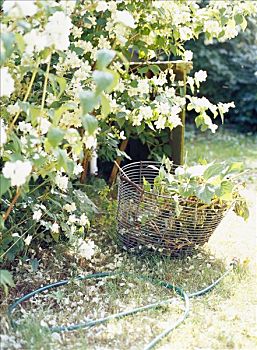 软管,篮子,花园