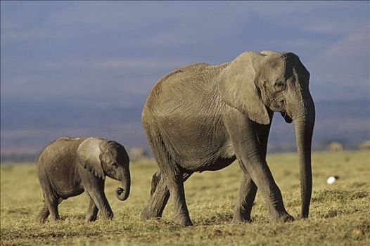 非洲象,母亲,幼兽,肯尼亚