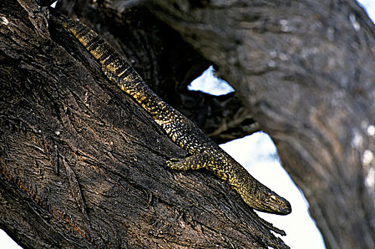 纳米比亚,埃托沙国家公园,蜥蜴,树上