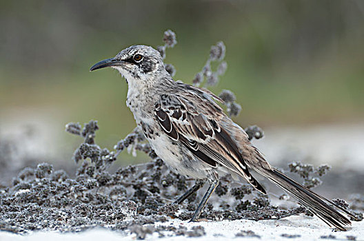 嘲鸟,加拉帕戈斯群岛,厄瓜多尔