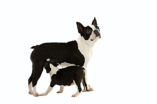 波士顿犬,狗,幼仔,吸吮,白色背景