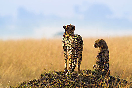 猎豹,猎豹猎豹,妈妈,半成长,寻找猎物,从,白蚁土墩,马赛玛拉国家保护区,肯尼亚,非洲
