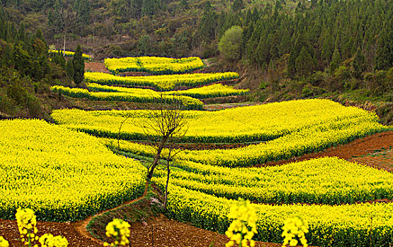 汉中油菜花