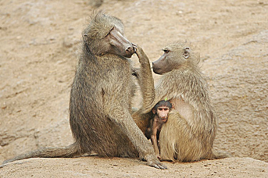 狒狒,成年,雄性,修饰,年轻,克鲁格国家公园,南非,非洲