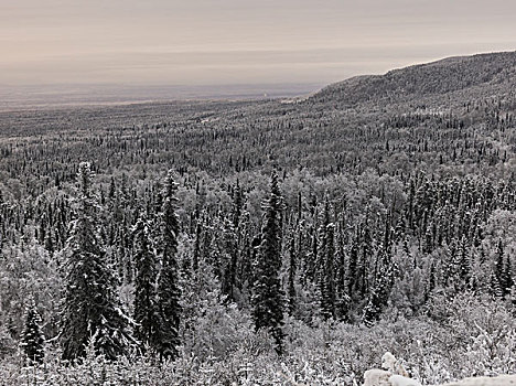 俯视图,霜,遮盖,树,树林,阿拉斯加公路,北方,落基山脉,地区性,市区,不列颠哥伦比亚省,加拿大