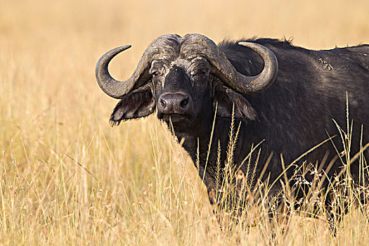 非洲水牛,热带草原,马赛马拉国家保护区,肯尼亚,非洲