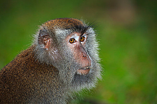 长尾,短尾猿,食蟹猴,巴戈国家公园,沙捞越,婆罗洲,马来西亚,亚洲
