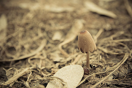 蘑菇,地面