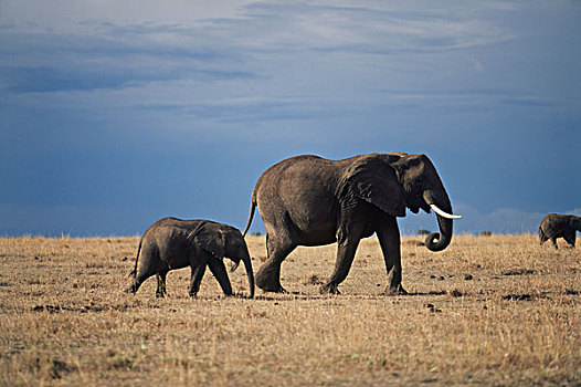 肯尼亚,非洲象,大幅,尺寸