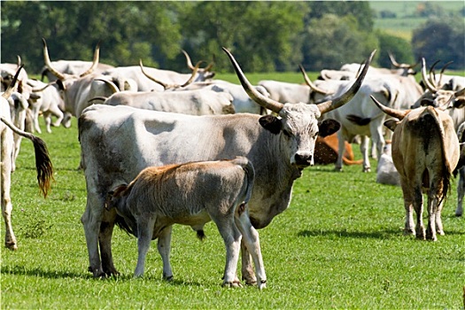 匈牙利,灰色,公牛