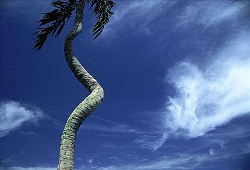 仰视,棕榈树,天空