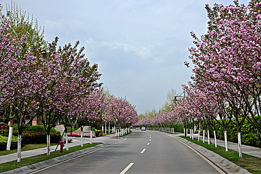 重庆上邦国际樱花大道