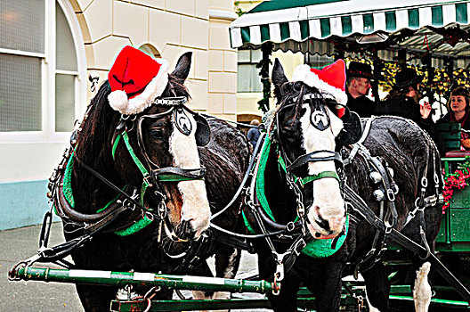 马,马车,圣诞帽,头部,圣诞时节,维多利亚