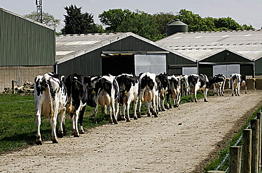 家牛,黑白花牛,弗里斯兰奶牛,牧群,农场,挤奶,坎布里亚,英格兰,欧洲
