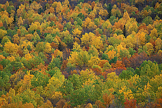 北美,美国,秋色,北方,硬木,树林
