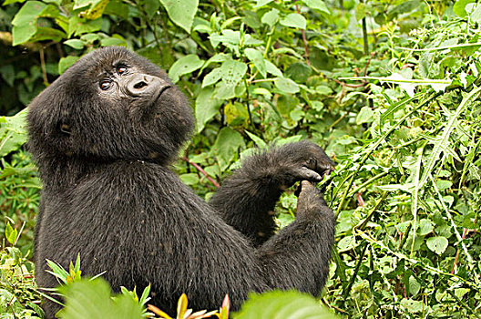 非洲,卢旺达,维龙加山,山地大猩猩,火山国家公园