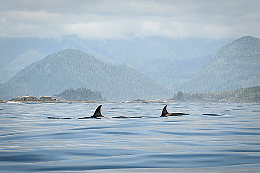 温哥华岛,格里夸湾,逆戟鲸,平面