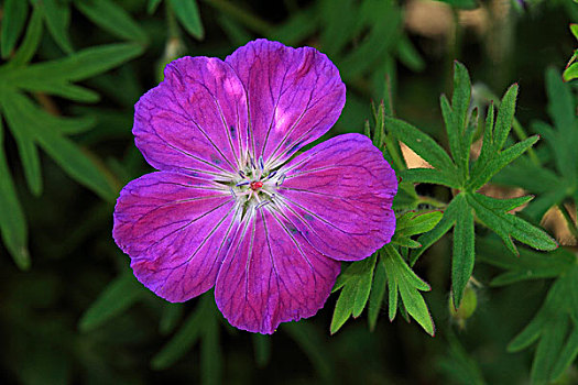 老鹳草属,花