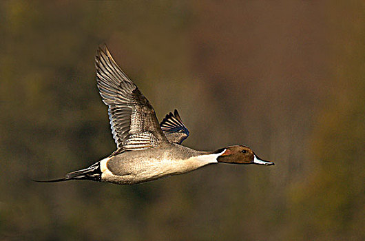 雄性,北方,尖尾鸭,针尾鸭,飞行,泻湖,维多利亚,温哥华岛,不列颠哥伦比亚省,加拿大