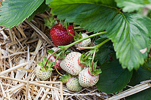 成熟,不熟,草莓,植物