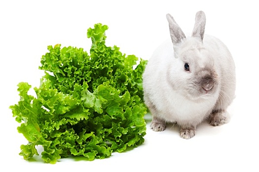 白色,兔子,吃,蔬菜沙拉