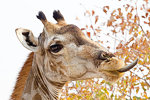 长颈鹿,头像,舌头,伸出,埃托沙国家公园,纳米比亚,非洲