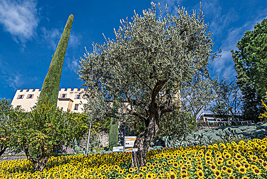 向日葵,橄榄树,花园,城堡,梅拉诺,南蒂罗尔,意大利,欧洲