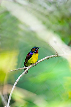 生活在热带,亚热带中南半岛山区森林里的黄腹花蜜鸟