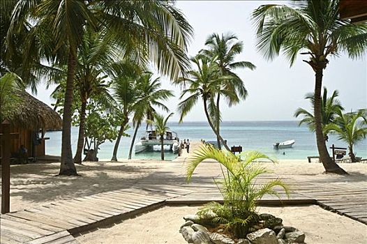 海滩,棕榈树,双体船,卡塔琳娜,岛屿,多米尼加共和国,加勒比海,美洲