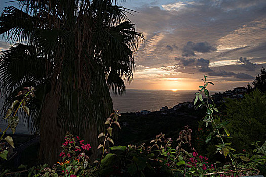 日落,花园,上方,海洋,丰沙尔,马德拉岛,葡萄牙,棕榈树,花,风景
