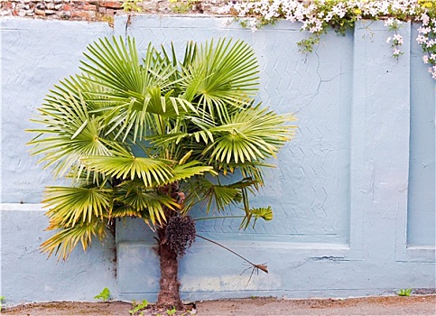 棕榈树,蓝色,墙