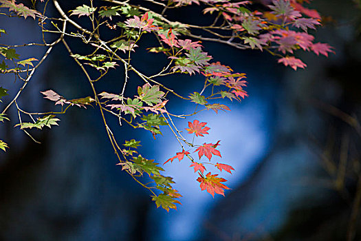 本溪,大石湖,景区,旅游,山坡,峡谷,山谷,植被,自然,风光,秋季,红叶,色彩,艳丽,湖水,瀑布