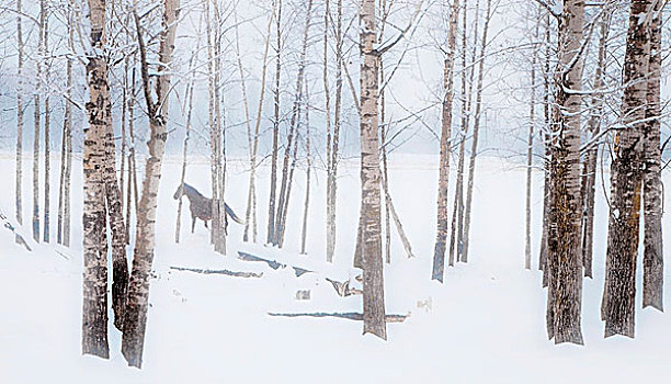 马,站立,旁侧,树林,秃树,大风,雪,冬天,艾伯塔省,加拿大