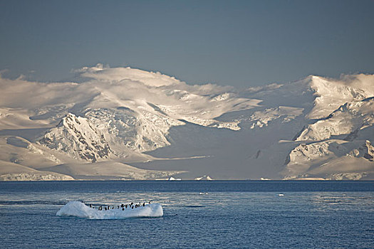 南极,巴布亚企鹅,休息,小,冰山,日出,覆雪,山