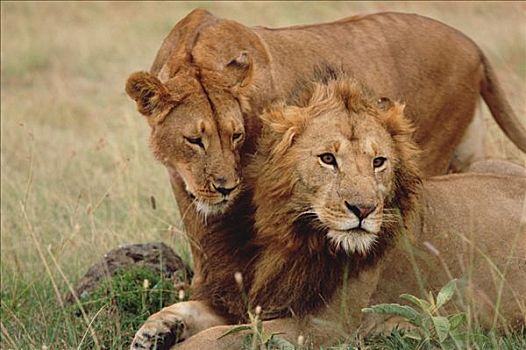 非洲狮,狮子,女性,马赛马拉国家保护区,肯尼亚
