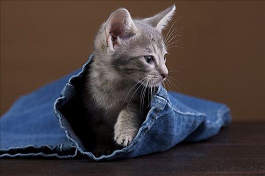 小猫,牛仔裤