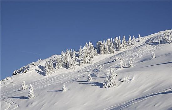 山,斜坡,积雪,年轻,云杉,滑雪轨迹