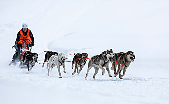 雪橇,狗队,雪,爱斯基摩犬,雪橇狗,比赛,巴伐利亚,德国,欧洲