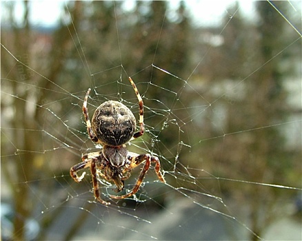 蜘蛛,窗口