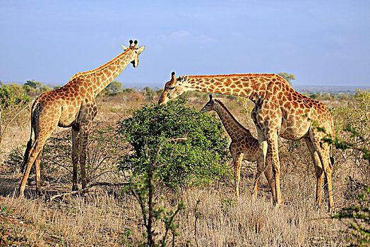 南方,长颈鹿,成年,群,小动物,喂食,克鲁格国家公园,南非,非洲