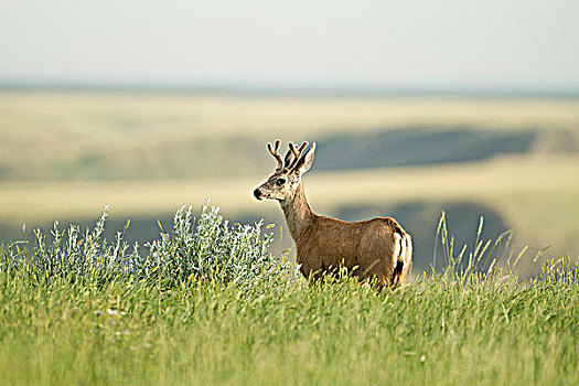 长耳鹿,骡鹿,公鹿,天鹅绒,鹿角,草地,恐龙省立公园,艾伯塔省,加拿大