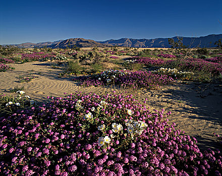 美国,加利福尼亚,索诺拉沙漠,沙丘,月见草,沙子,马鞭草属植物