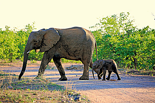 非洲象,小动物,道路,克鲁格国家公园,南非,非洲