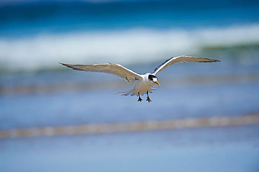 燕鸥,飞行,威尔逊-普勒蒙特利国家公园,维多利亚,澳大利亚,大洋洲