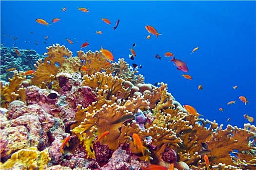 珊瑚礁,珊瑚,异域风情,鱼,仰视,热带,海洋