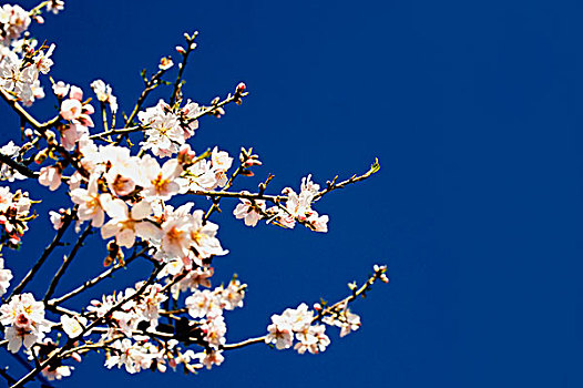 杏树,开花,天空